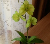 Оригинальные подарки - Орхидея Фаленопсис - цветы ручной работы