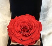 Оригинальные подарки - Стабилизированная красная роза XXL в роскошной шкатулке
