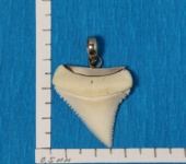 Кулоны, подвески - Кулон с зубом Белой акулы