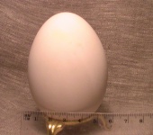 Декупаж - Скорлупа гусиного яйца.(Выпущеная )