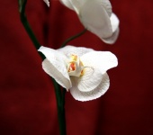 Элементы интерьера - Орхидея