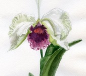 Живопись - орхидея