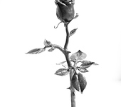 Оригинальные подарки - Стальная роза