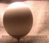 Декупаж - Скорлупа страусового (страусиного ) яйца