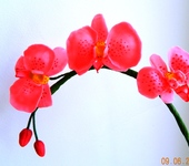 Прихожая - орхидеи