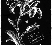 Гравюра - Белая лилия линогравюра