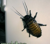 Скульптура - Магнит на холодильник "Мадагаскарский таракан"