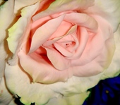 Цветы - Роза ручной работы