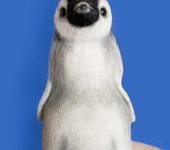 Зверята - пингвин