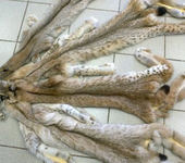 Шитье, вязание - Шкура рыси среднего размера